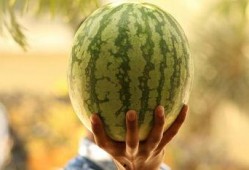 瓜地吃瓜娱乐圈,娱乐圈的甜蜜与苦涩