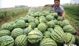 娱乐圈吃瓜是什么,揭秘明星背后的故事与真相