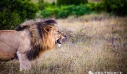 娱乐吃瓜酱狮子,揭秘娱乐圈背后的狮子故事