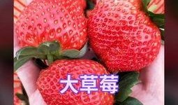 草莓娱乐吃瓜酱,揭秘娱乐圈那些不为人知的幕后故事