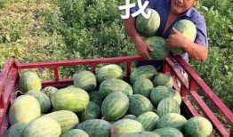 娱乐圈吃瓜是什么,揭秘明星背后的故事与真相