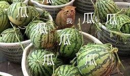 娱乐吃瓜头像图片大全,海量娱乐吃瓜头像大盘点