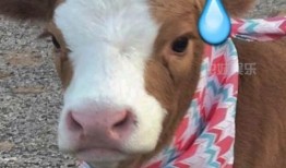 娱乐吃瓜酱无所谓,无所谓，只谈笑风生