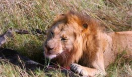 娱乐吃瓜酱狮子,揭秘娱乐圈背后的狮子故事